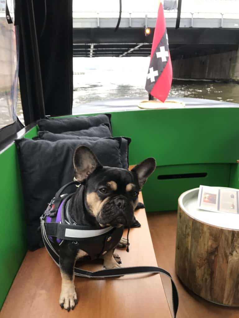 travel to amsterdam with dog
