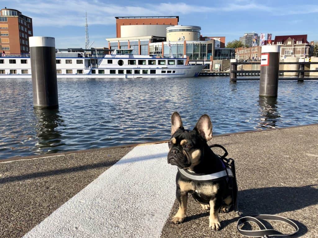 pet friendly cruise to europe